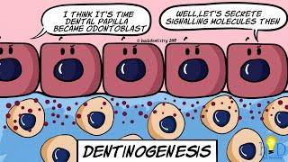 Dentinogenesis - HackDentistry