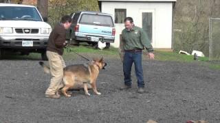 Schilling Law Dog's Training by Ken Schilling