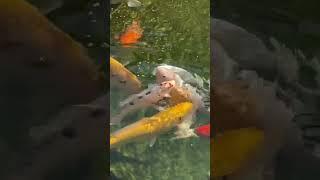 Natural koi pond