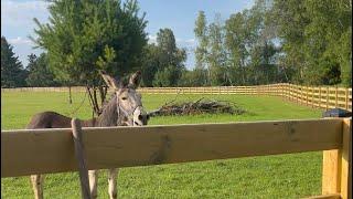 A big donkey hello! Listen to the ￼Bray…￼￼