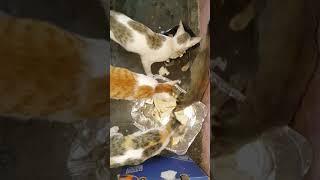 all my cats