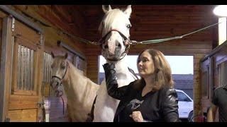 Saving Horses From Slaughter at The Mane Event Fundraiser | The Baiting Hollow Farm and Vineyard