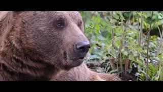 77 Minutes of Terrifying Bear Attacks