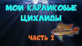 Мои карликовые цихлиды, часть 2. Апистограмма какаду