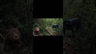 Black tiger vs bear #viral #forest #shortvideo #dangerous #crocodile #unbelievable