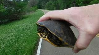 Turtle stampede across Natchez Trace shows need for caution