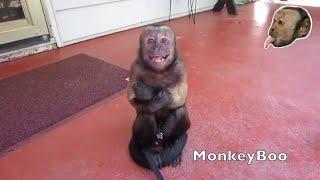 Capuchin Monkey Cry Baby!