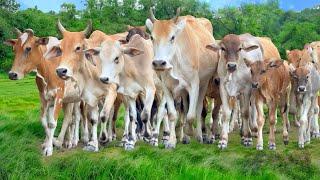 Video of Farm Animals Cows Calling Herd to Roam in Green Grass Fields - Funny cow sounds