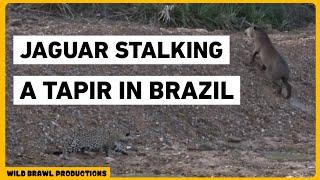 Jaguar trying to hunt a tapir in brazil