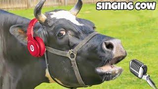 FUNNY COW SONG 5│ Cow Dance & Cow Videos 2024 | Cow dance mix | funny dancing gay | #cowdance #cow