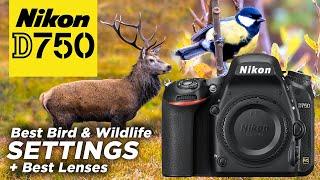 Nikon D750 Set Up (like the D850) for Bird & Wildlife Photography