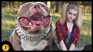 10 Amazing Bully Dog Breeds Everyone just Love to see!