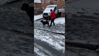 #Rottweiler Dog Walks Owner 