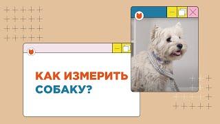 Как измерить собаку для одежды? Три основные мерки!