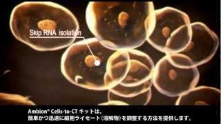 Ambion® Cells-to-CT™で短時間にリアルタイム定量PCRへ！