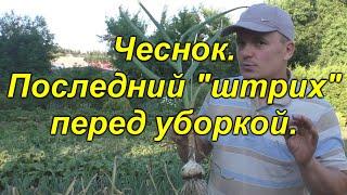 ЧЕСНОК. Что нужно ОБЯЗАТЕЛЬНО сделать за 20 дней до уборки чеснока.