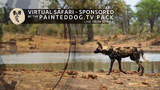 LIVE Safari Sponsored by the Painteddog.tv Pack | 15 January 2025