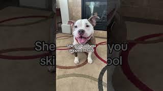 Who agrees… Ms. Barker is a liar  #jasonbankscomedy #dogs #shorts #comedy #reportcard #dogvideos