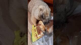 Тошка разбирает продукты# ручной сурок#домашний байбак#marmot#cute animals