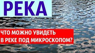 Что можно увидеть в реке под микроскопом