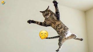 New Funny Cats and Dogs Videos  Best Funny Animals 2024 #14