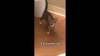 Kitten learns how to meow! #shorts