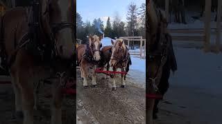 Snowy Horse for Pulling up Sleigh Ride Through The Woods