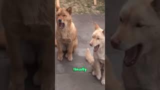 Man takes in stray dog couple,thus  changing their fate #heartwarming #animals #animallover