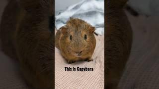 My Guinea Pig Named Capybara