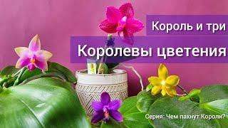 Ароматные Королевы цветения. Как пахнет Violacea, Mituo King и гибрид орхидеи Mituo на amboinensis