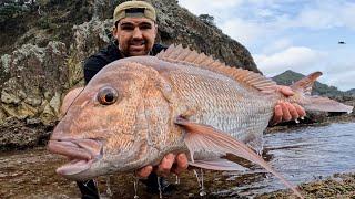 Solo rock fishing for big snapper