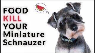 12 Foods Your Miniature Schnauzer Should Never Eat