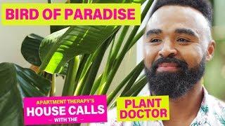 A Bird Of Paradise Named Rhianna | House Calls With The Plant Doctor | Apartment Therapy