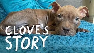 Clove's comeback | Battersea Stories