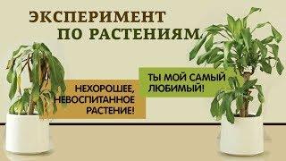 Школьники оскорбляли растение целый месяц и в итоге получили довольно странный результат