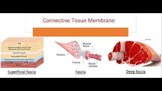 Membranes: Serous, Mucosal, Synovial, Meninges, Fascia