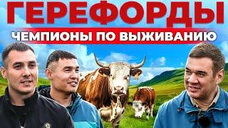 Променяли нефть на СЕЛЬСКОЕ ХОЗЯЙСТВО. Как два брата выращивают герефордов в Сибири. Ферма бычков