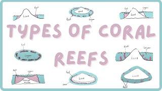 Types of Coral Reefs | Explore Marine Biology