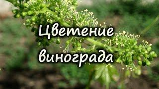 Цветение винограда, почему виноград нельзя поливать во время цветения