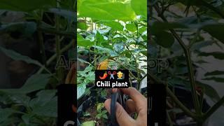 ️️ Trim chili leaves | satisfying and fresh #chiliplants