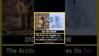 How The Arctic Fox Changes Colors ️️ #ArcticFox #ColorChange #SeasonalAdaptation #NatureMagic