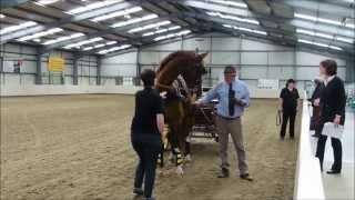 Highsteppers Carriage Driving Demonstration by www.equestriandorset.com