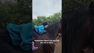 Жеребец Малыш. #horse #лошади