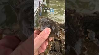 First soft shell crabs of the year!   #chesapeakebay #crabbing #bluecrab