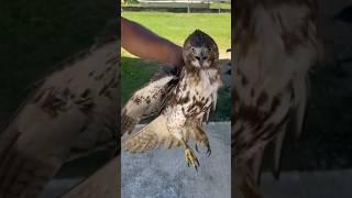crashed while trying to catch a chicken