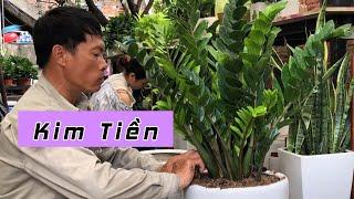 Hướng Dẫn Trồng Và Chăm Sóc Cây Kim Tiền Money Tree | CÂY CẢNH CHỢ HÀNG | Hải Phòng Đoạn Đằng Phong