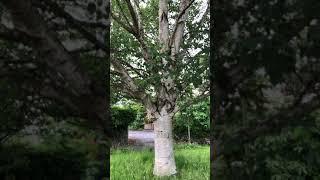 Himalayan birch - trunk & lower canopy - July 2021