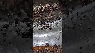 Mensah millipede part 2: pushing her way through dirt (and plastic)