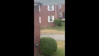 VIDEO: Bear reports rising in western Massachusetts