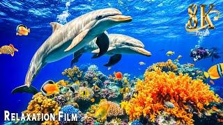 Aquarium 8K Ultra HD (12 Hours)  Best Sea Animals with Relaxing & Calming Music